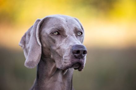 Weimaraner - Premiumzucht vom Gräfensteiner Adel - Wurfankündigung März 2026