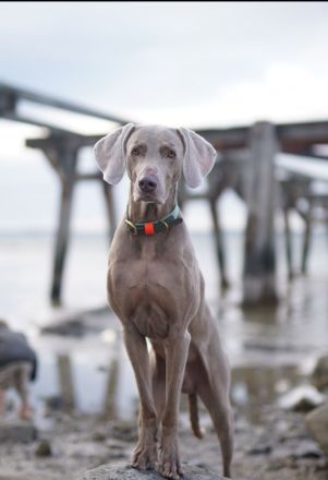 Weimaraner - Premiumzucht vom Gräfensteiner Adel - Wurfankündigung März 2026