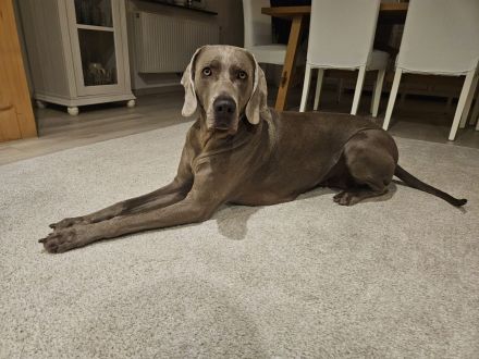 Weimaraner - Premiumzucht vom Gräfensteiner Adel - Wurfankündigung März 2026