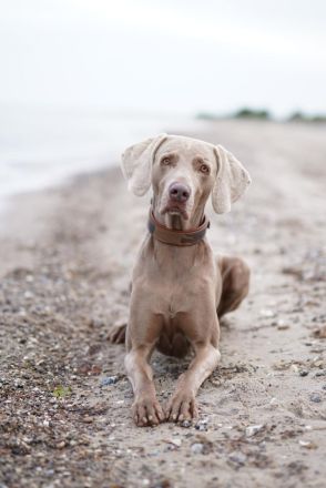 Weimaraner - Premiumzucht vom Gräfensteiner Adel - Wurfankündigung März 2026