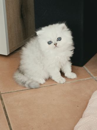 ein zuckersüßer Perserkater......