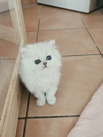 ein zuckersüßer Perserkater......