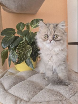 ein zuckersüßes Persermädchen.....