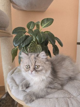 ein zuckersüßes Persermädchen.....