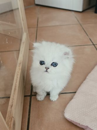 ein zuckersüßer Perserkater......