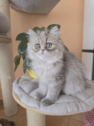 ein zuckersüßes Persermädchen.....