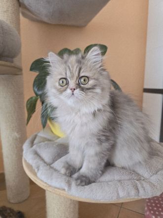 ein zuckersüßes Persermädchen.....