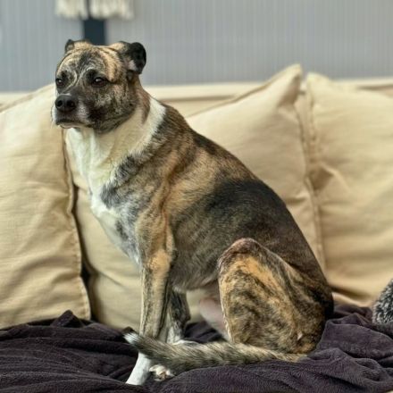 Flori in 52223 Stolberg sucht sein Für-immer-Zuhause