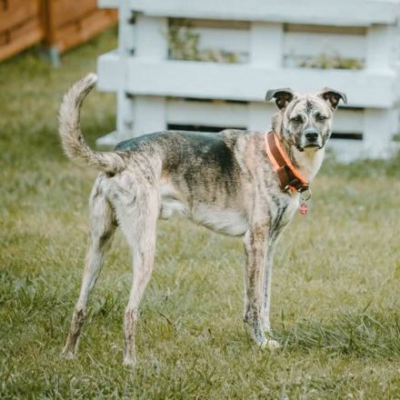 Flori in 52223 Stolberg sucht sein Für-immer-Zuhause