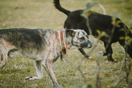 Flori in 52223 Stolberg sucht sein Für-immer-Zuhause