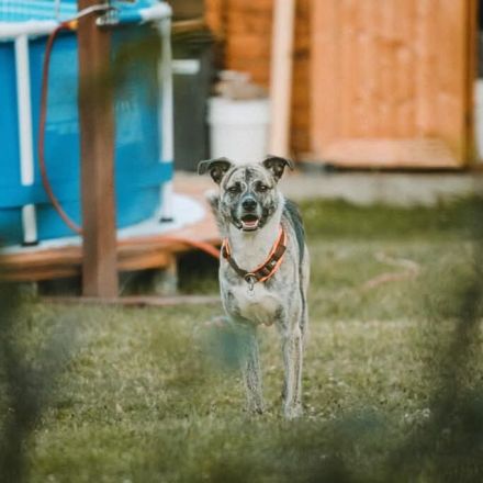 Flori in 52223 Stolberg sucht sein Für-immer-Zuhause