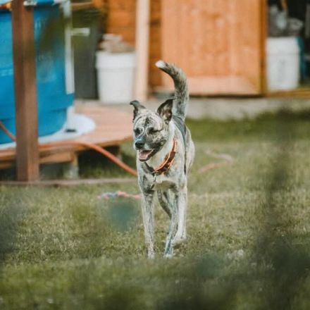 Flori in 52223 Stolberg sucht sein Für-immer-Zuhause