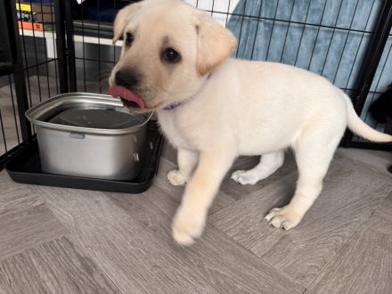 3 süße Labradormix Welpen suchen noch ein neues zu Hause
