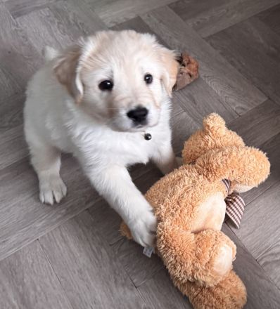 3 süße Labradormix Welpen suchen noch ein neues zu Hause