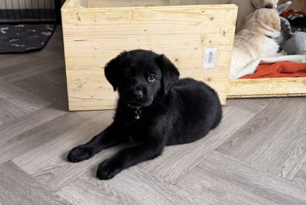 3 süße Labradormix Welpen suchen noch ein neues zu Hause
