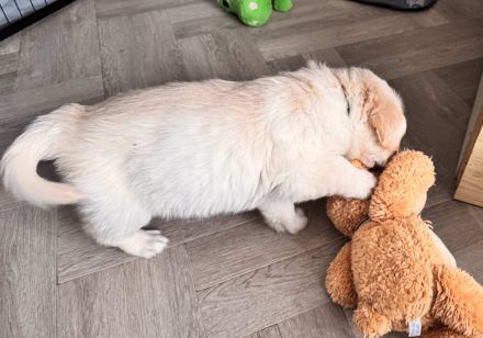 3 süße Labradormix Welpen suchen noch ein neues zu Hause