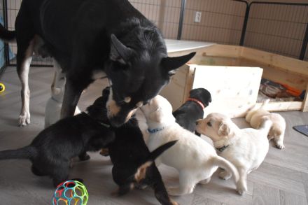 3 süße Labradormix Welpen suchen noch ein neues zu Hause