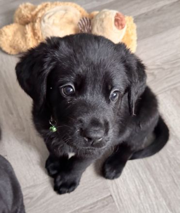 3 süße Labradormix Welpen suchen noch ein neues zu Hause