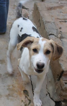 Hundekind Pascale sucht eine Familie!