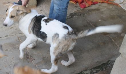 Hundekind Pascale sucht eine Familie!
