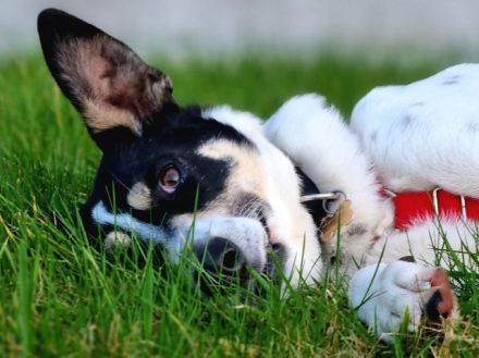 Amanda, unkomplizierte, verschmuste, freundliche Hundedame sucht ein Für-Immer Zuhause, 5 J, 54 cm