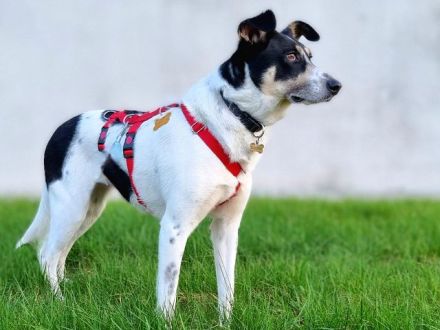 Amanda, unkomplizierte, verschmuste, freundliche Hundedame sucht ein Für-Immer Zuhause, 5 J, 54 cm