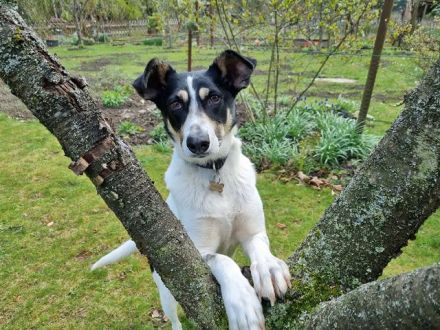 Amanda, unkomplizierte, verschmuste, freundliche Hundedame sucht ein Für-Immer Zuhause, 5 J, 54 cm