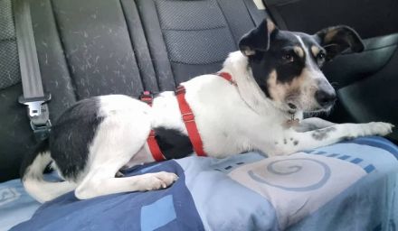 Amanda, unkomplizierte, verschmuste, freundliche Hundedame sucht ein Für-Immer Zuhause, 5 J, 54 cm