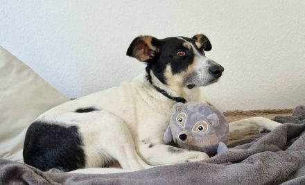 Amanda, unkomplizierte, verschmuste, freundliche Hundedame sucht ein Für-Immer Zuhause, 5 J, 54 cm