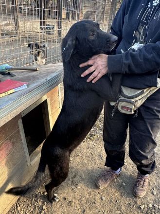 Elena, fröhliche, aufgeweckte Hündin sucht fröhliches Zuhause mit viel Streicheleinheiten, 3J, 50 cm
