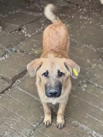 Elvis, ruhiger, sehr menschenbezogener Junghund möchte gern sein Köfferchen packen, 8 M, 48 cm