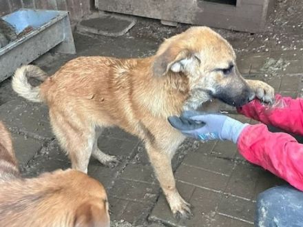 Elvis, ruhiger, sehr menschenbezogener Junghund möchte gern sein Köfferchen packen, 8 M, 48 cm
