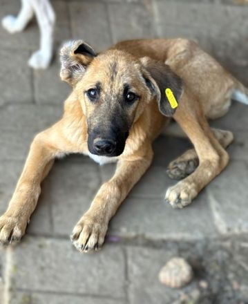 Elvis, ruhiger, sehr menschenbezogener Junghund möchte gern sein Köfferchen packen, 8 M, 48 cm
