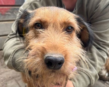 Forrest, sensibler kleiner Hund wünscht sich Menschen mit Geduld und Einfühlungsvermögen, 4J, 38 cm
