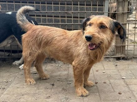 Forrest, sensibler kleiner Hund wünscht sich Menschen mit Geduld und Einfühlungsvermögen, 4J, 38 cm