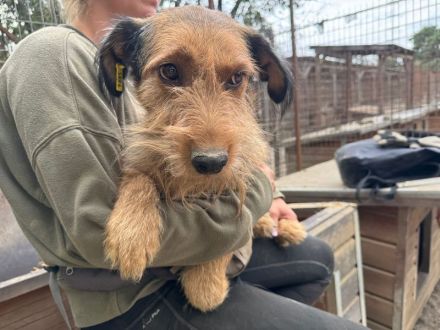 Forrest, sensibler kleiner Hund wünscht sich Menschen mit Geduld und Einfühlungsvermögen, 4J, 38 cm