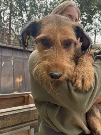 Forrest, sensibler kleiner Hund wünscht sich Menschen mit Geduld und Einfühlungsvermögen, 4J, 38 cm