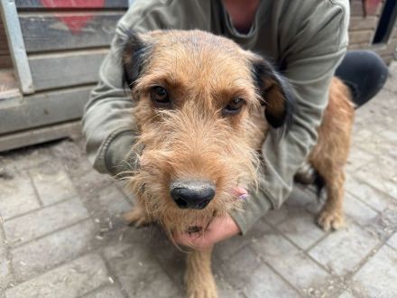 Forrest, sensibler kleiner Hund wünscht sich Menschen mit Geduld und Einfühlungsvermögen, 4J, 38 cm