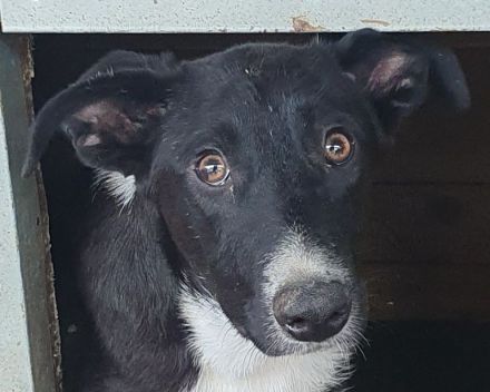 Miru, bezaubernder, junger, liebevoller Rüde sucht liebevolles Zuhause, 14M, 47 cm