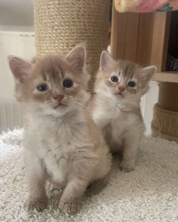 Somali Kitten silber