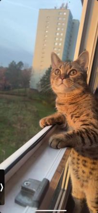 Verspielter Kater Simba sucht ein liebevolles Zuhause