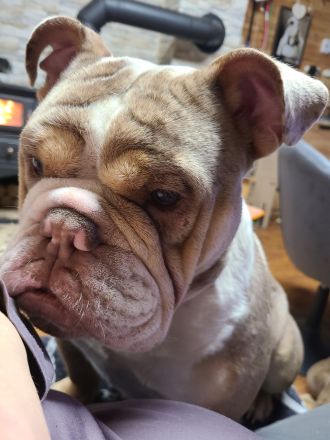 New English Bulldog Rüde Schoko Merle Tri Color