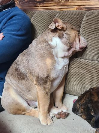New English Bulldog Rüde Schoko Merle Tri Color
