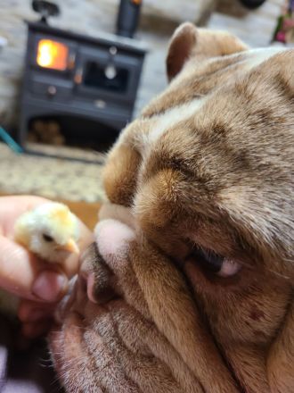 New English Bulldog Rüde Schoko Merle Tri Color