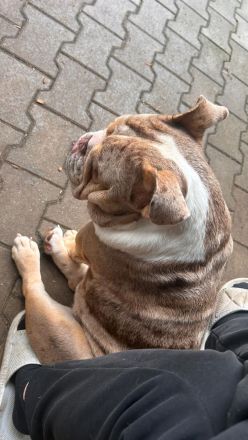 New English Bulldog Rüde Schoko Merle Tri Color
