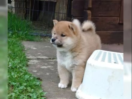 Shiba Inu Welpen in Rot-Sesam