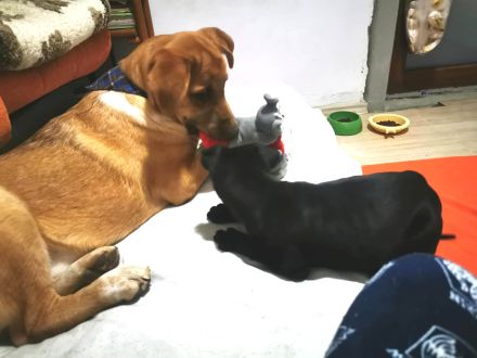 Toby´s gute Ansätze suchen ein liebevolles Training