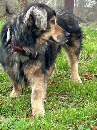 Zordon sucht sein Glück