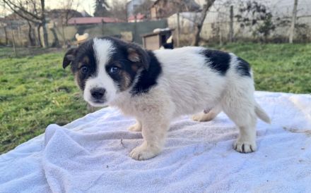 Verspielter Wuschelkopf Lino sucht Zuhause