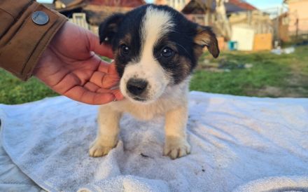 Verspielter Wuschelkopf Lino sucht Zuhause